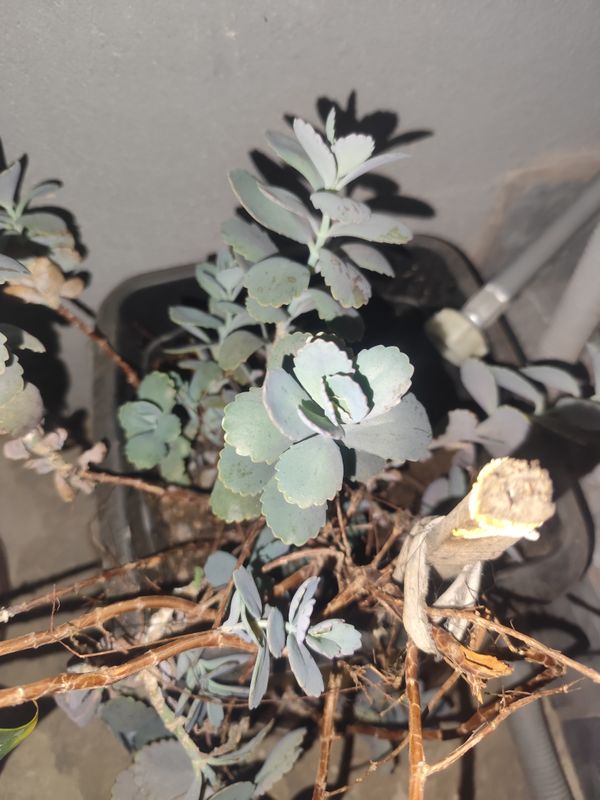 Identificação da planta Planta-panda por foto
