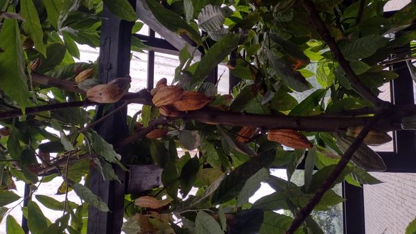 Identificação da planta Cacau por foto