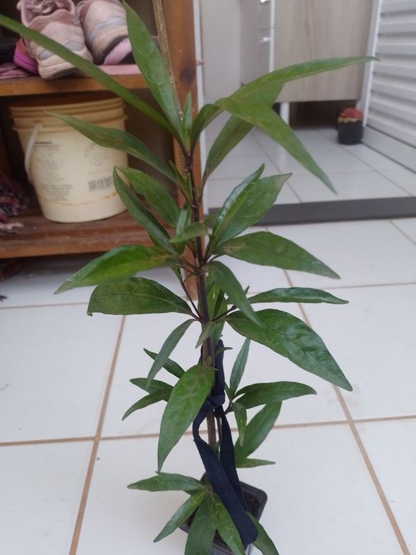 Identificação da planta Abre caminho por foto