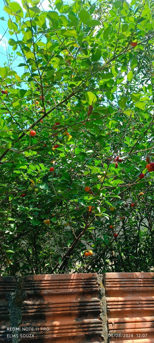 Identificação da planta Acerola por foto