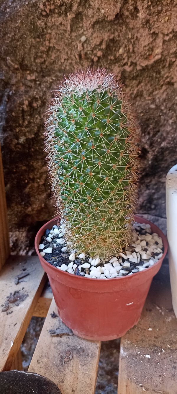 Identificação da planta Cacto-ouriço por foto