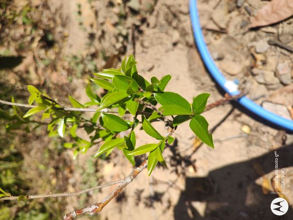 Identificação da planta Cereja-do-rio-grande por foto