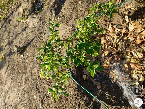 Identificação da planta Quebra-pedra por foto