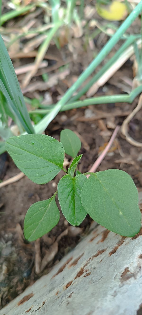 Identificação da planta Bredo por foto