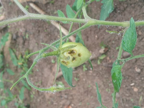Identificação da planta Tomate por foto