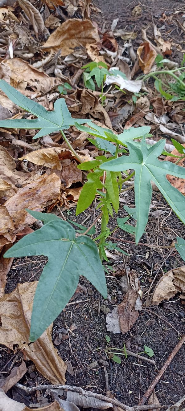 Identificação da planta Mamão por foto