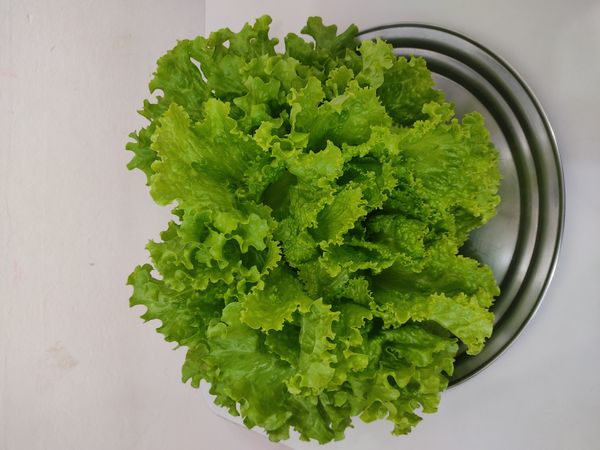 Identificação da planta Alface por foto