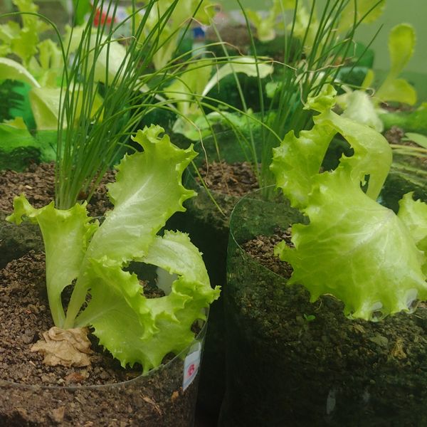 Identificação da planta Alface por foto