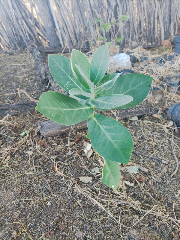 Identificação da planta Flor-de-seda por foto