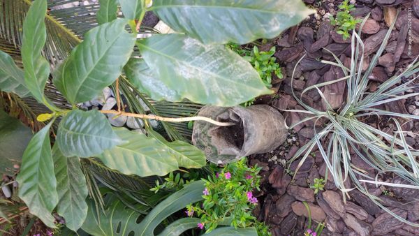 Identificação da planta Café por foto