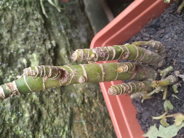 Identificação da planta Comigo-ninguém-pode por foto