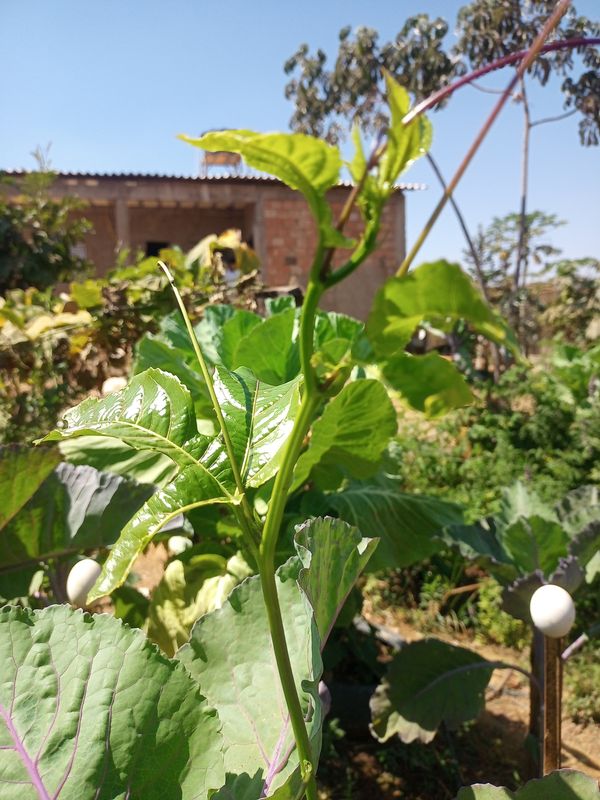 Identificação da planta Maracujá por foto