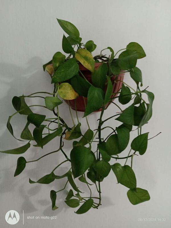 Identificação da planta Jiboia por foto