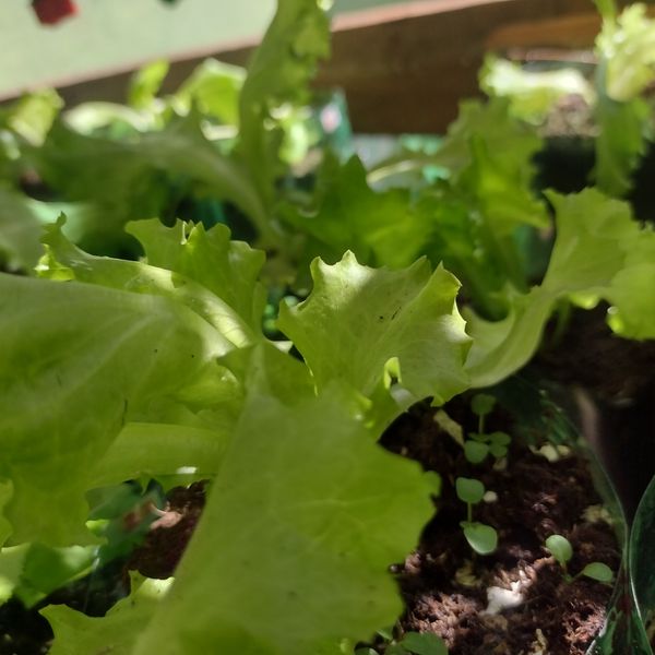 Identificação da planta Alface por foto