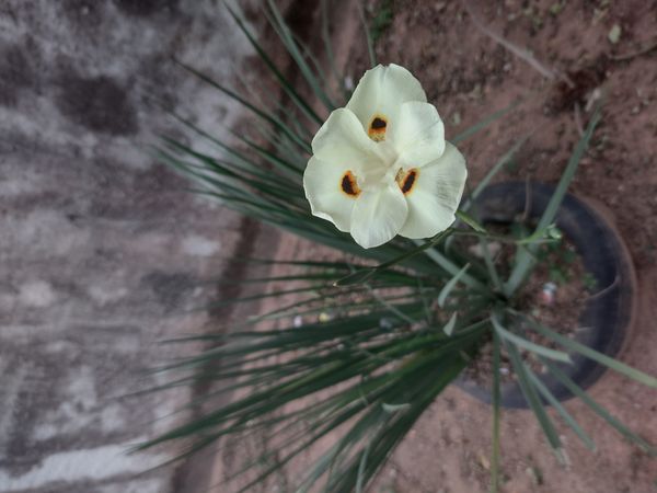 Identificação da planta Iris-amarelo por foto