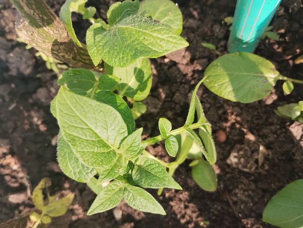 Identificação da planta Batata-inglesa por foto