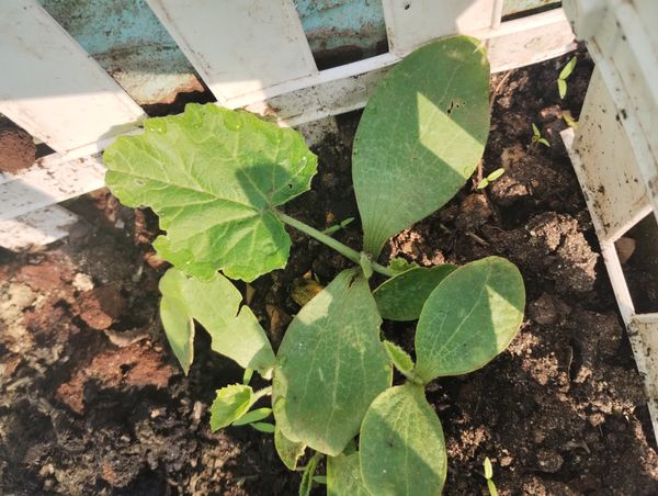 Identificação da planta Melão por foto