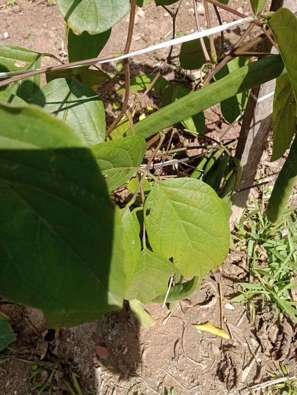 Identificação da planta Feijão-de-porco por foto
