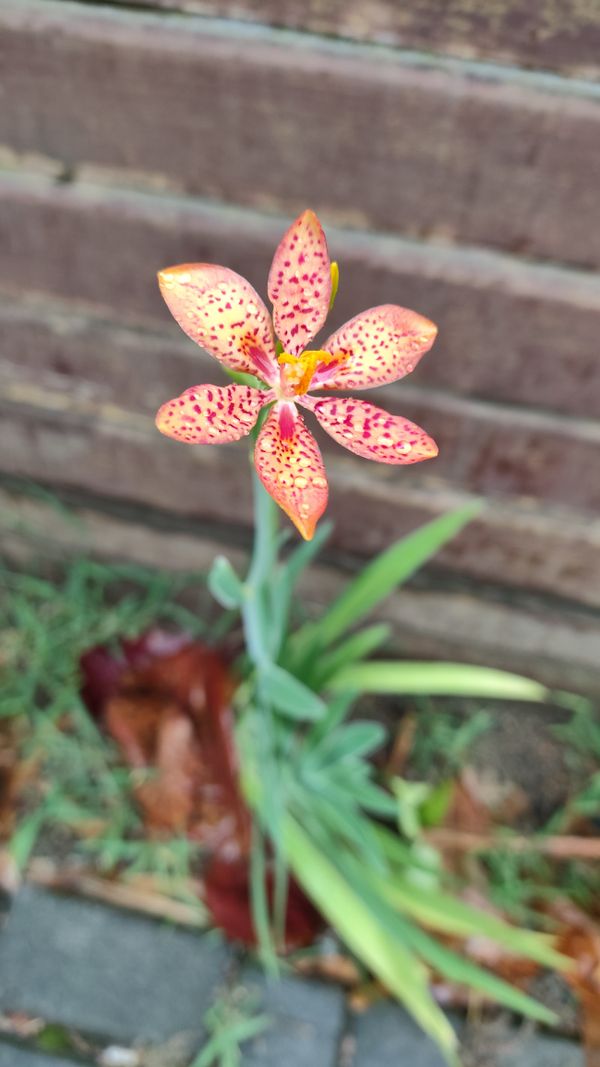 Identificação da planta Flor-leopardo por foto