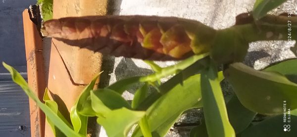 Identificação da planta Cana-de-macaco por foto