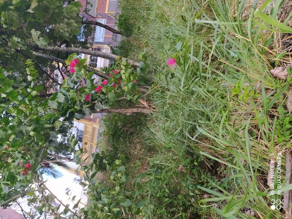 Identificação da planta Hibisco-da-praia por foto