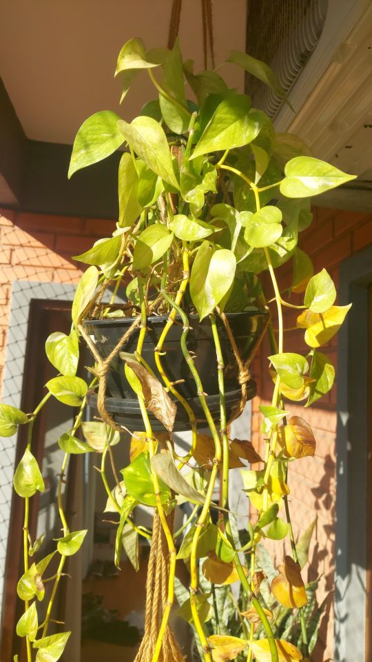 Identificação da planta Jiboia por foto
