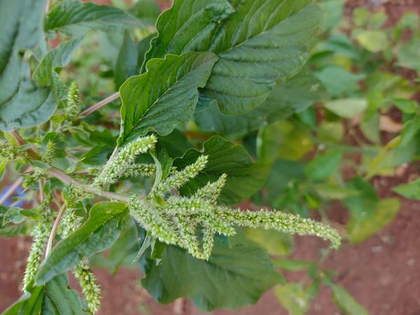 Identificação da planta Bredo-bravo por foto
