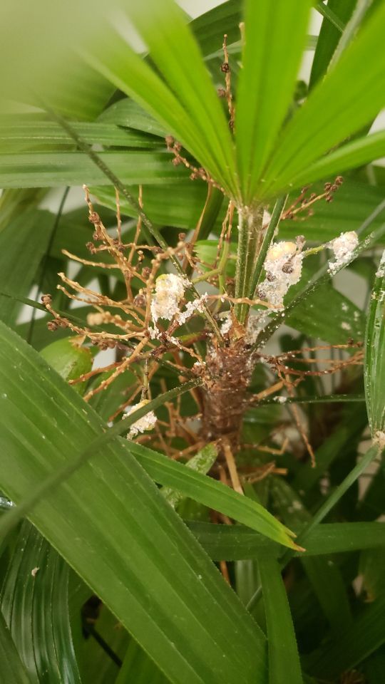 Identificação da planta Palmeira-ráfis por foto