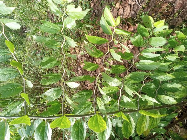 Identificação da planta Espargueira por foto