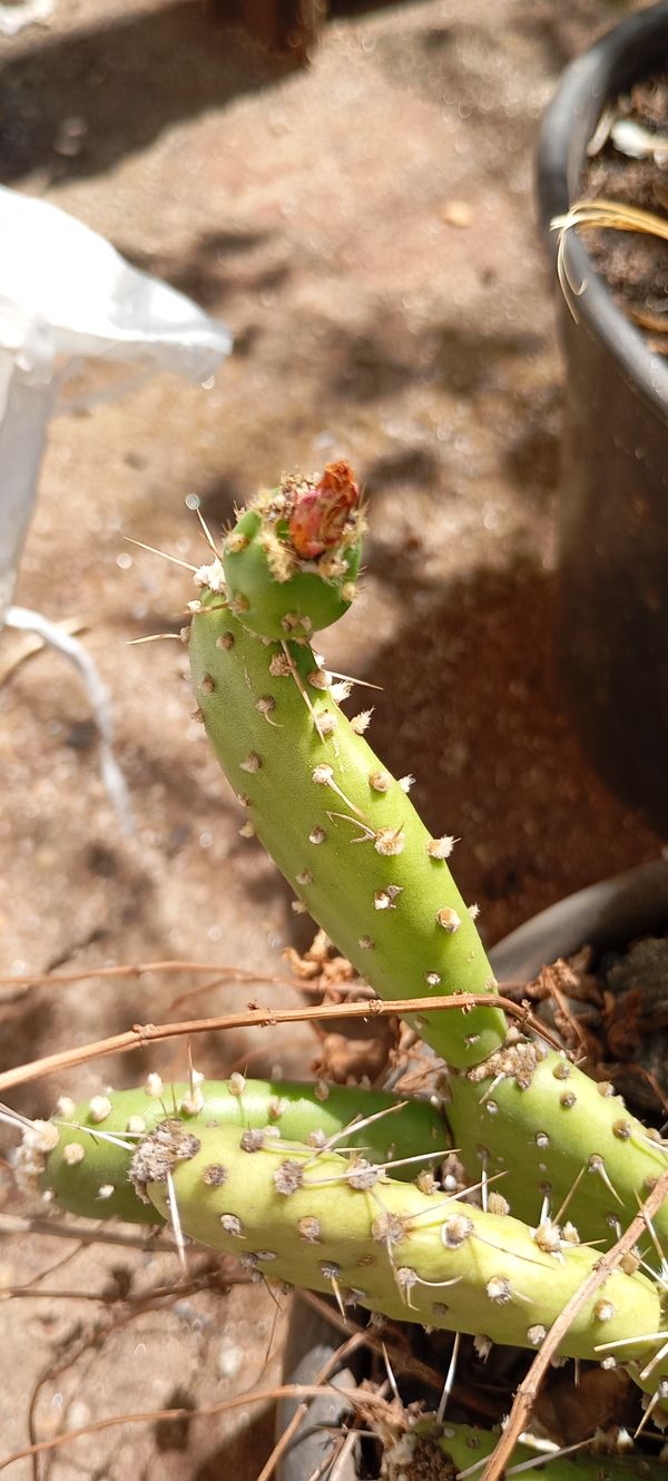 Identificação da planta Quipá por foto