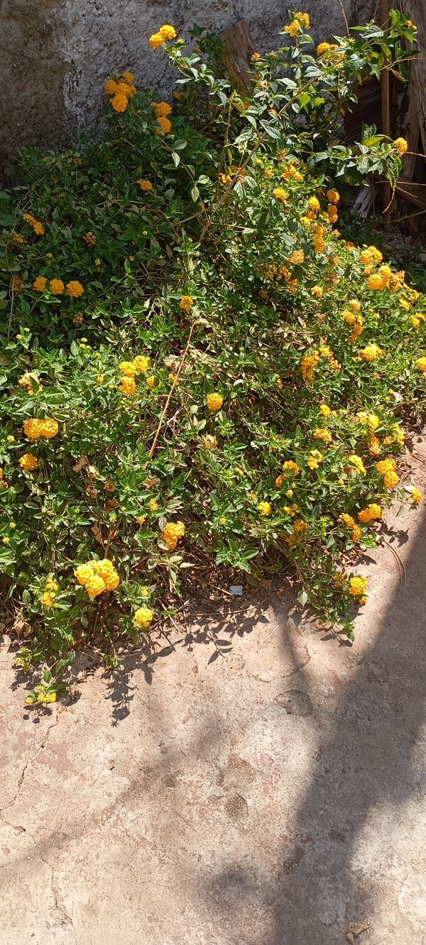 Identificação da planta Cambará por foto