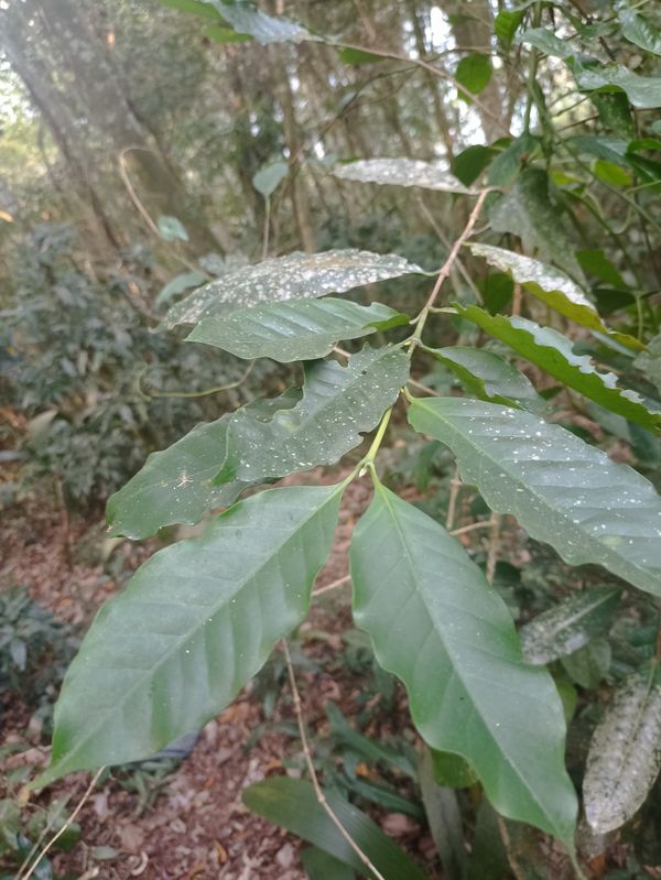 Identificação da planta Café por foto