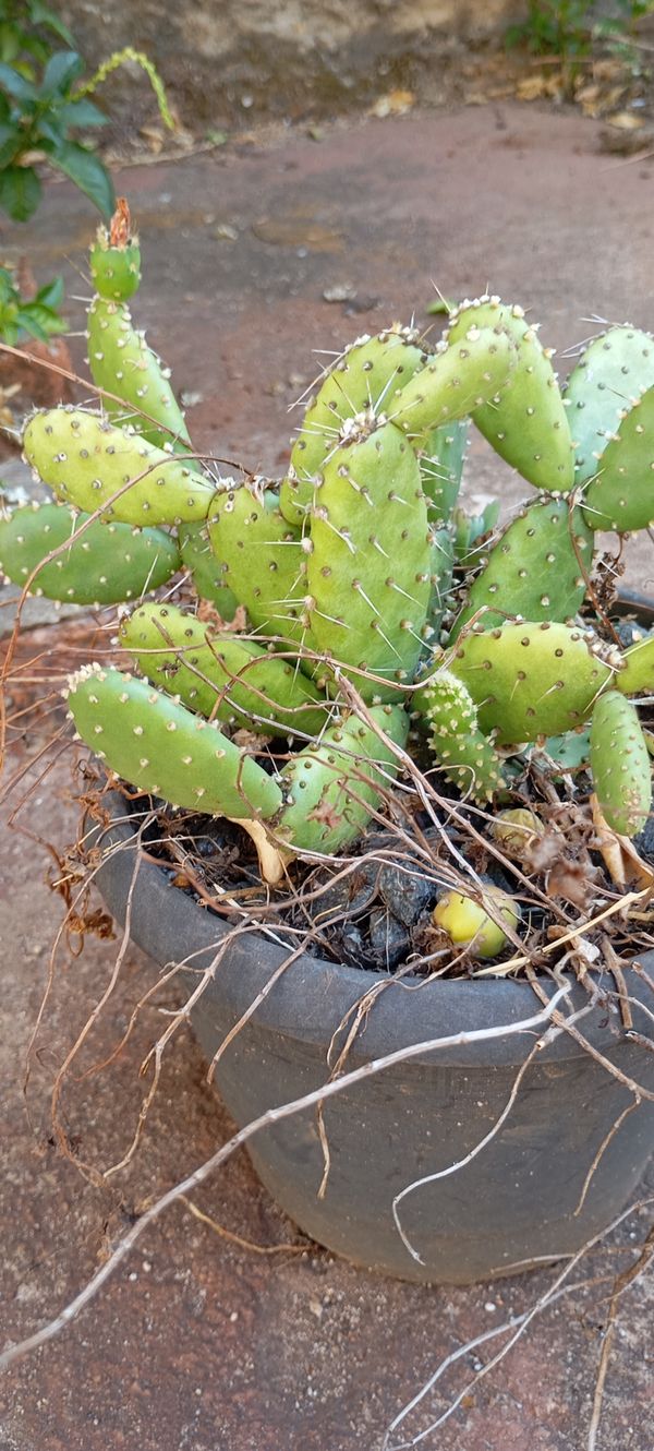 Identificação da planta Palmatória por foto