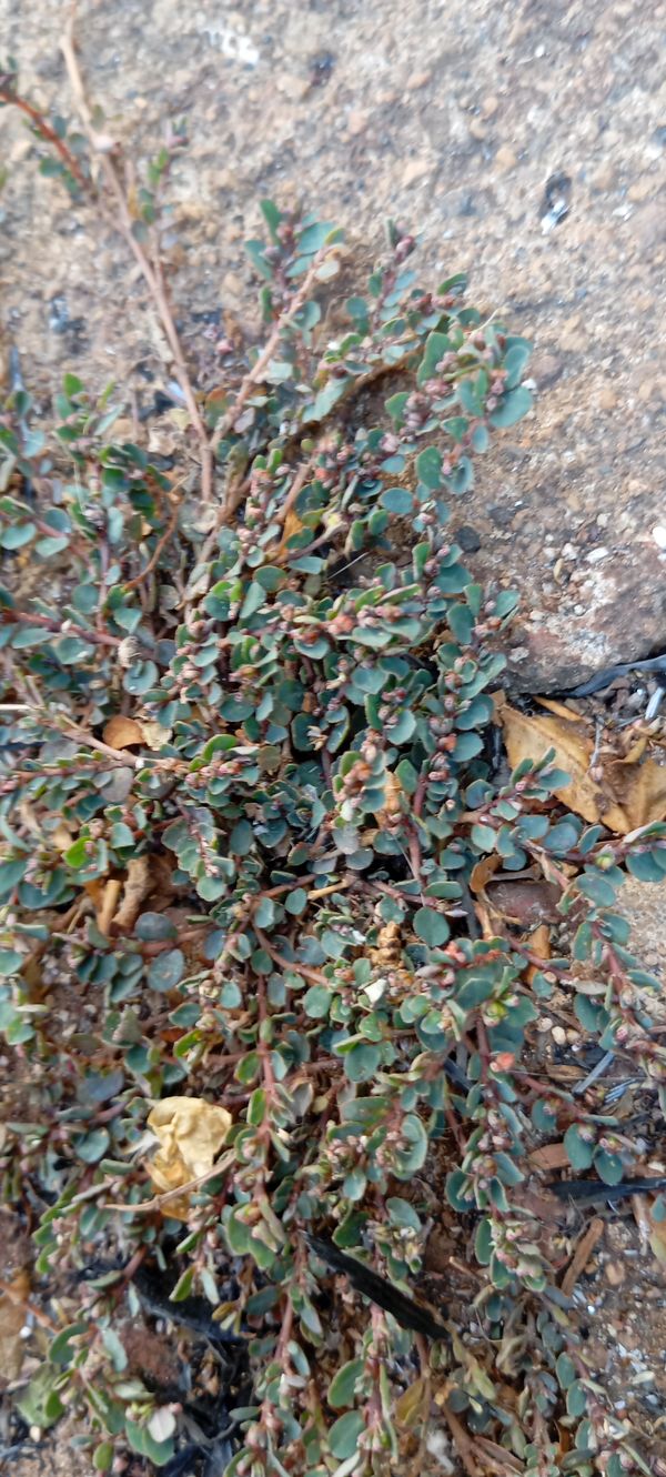 Identificação da planta Erva-de-santa-luzia por foto