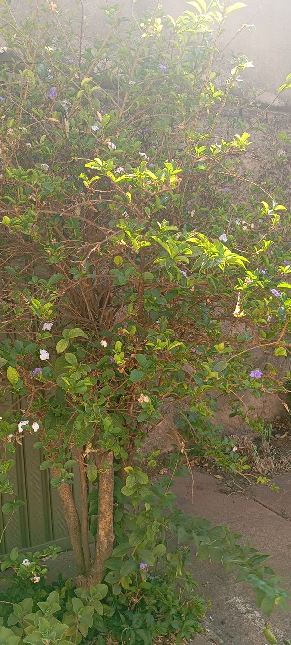 Identificação da planta Manacá-da-serra por foto