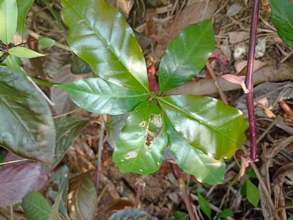 Identificação da planta Café por foto