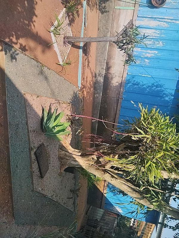 Identificação da planta Lírio-gigante por foto