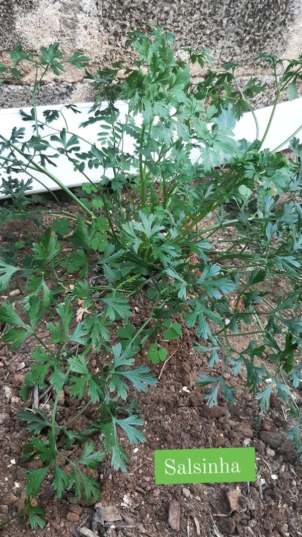 Identificação da planta Salsa por foto