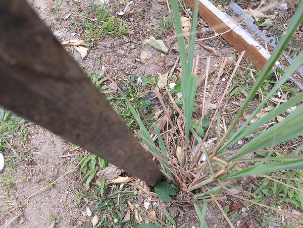 Identificação da planta Capim-marmelada por foto