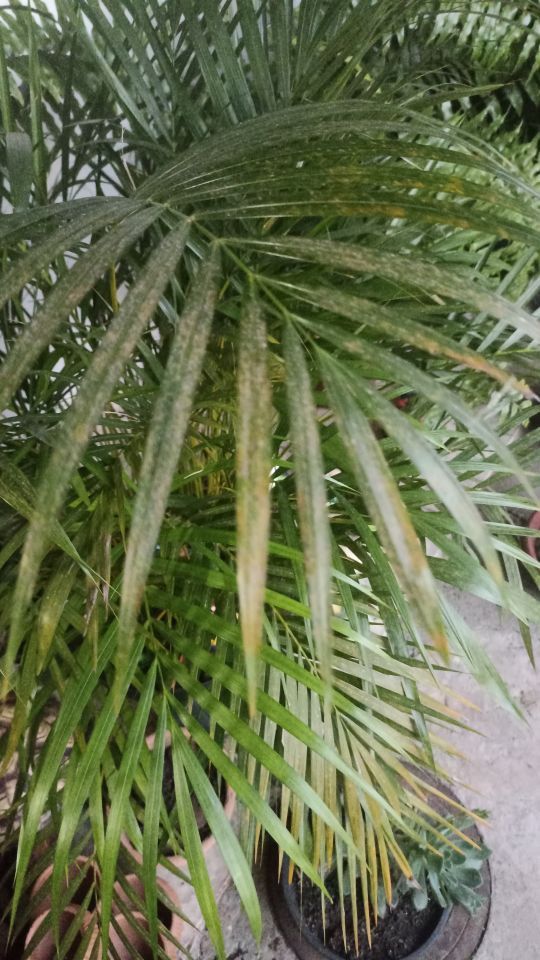 Identificação da planta Areca-bambu por foto