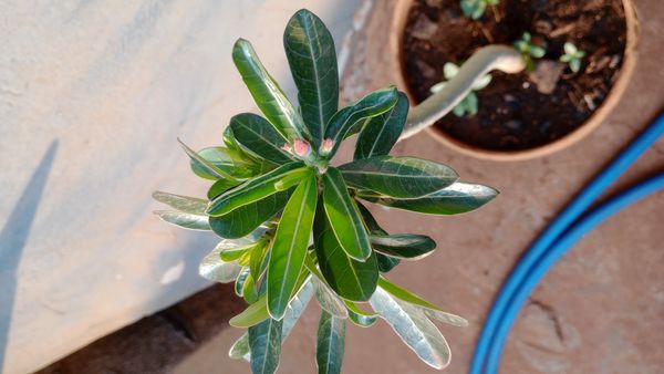Identificação da planta Rosa do deserto por foto