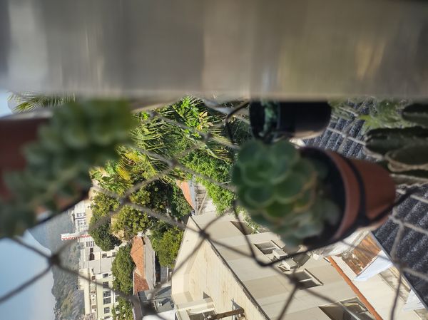 Identificação da planta Aeônio por foto