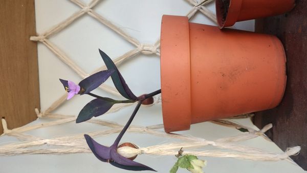 Identificação da planta Trapoeraba-roxa por foto