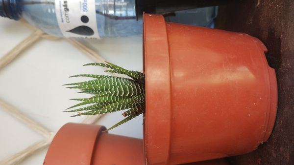 Identificação da planta Zebra por foto