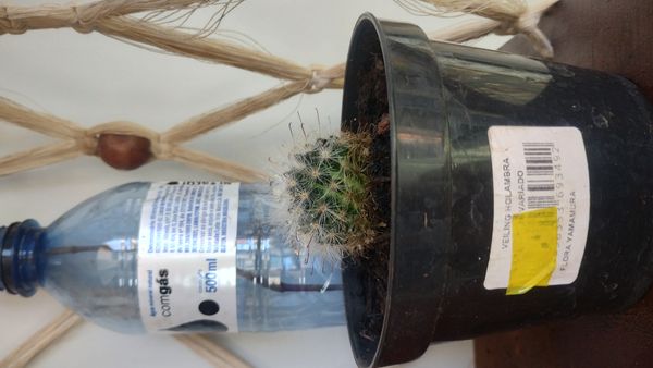 Identificação da planta Mammillaria bocasana é conhecida popularmente como "Cacto-pulga" por foto