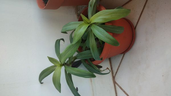 Identificação da planta Abacaxi-roxo por foto