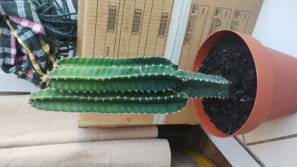 Identificação da planta Cacto-de-castelo-de-fadas por foto
