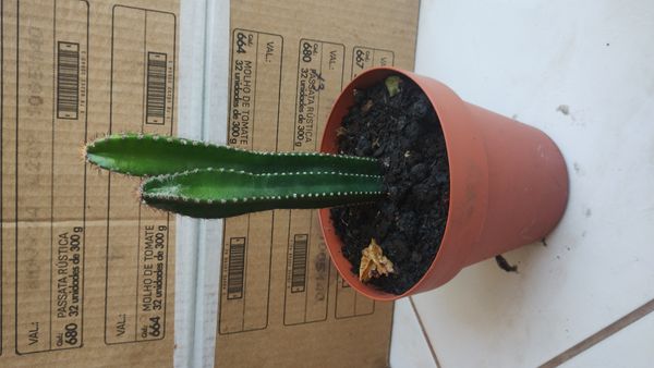 Identificação da planta Cerca-viva por foto