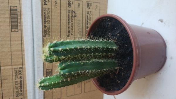 Identificação da planta Mandacaru por foto