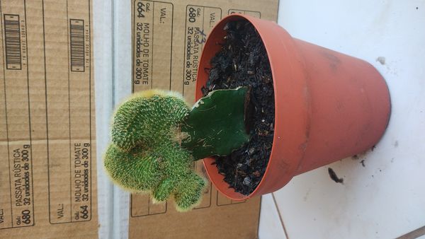 Identificação da planta Palma-de-santa-rita por foto